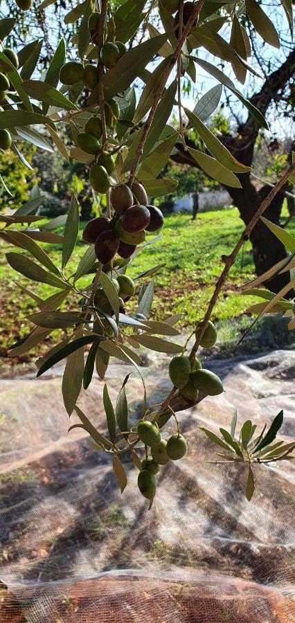 Masseria Cesarina B&B 卡斯特拉纳格罗泰 外观 照片