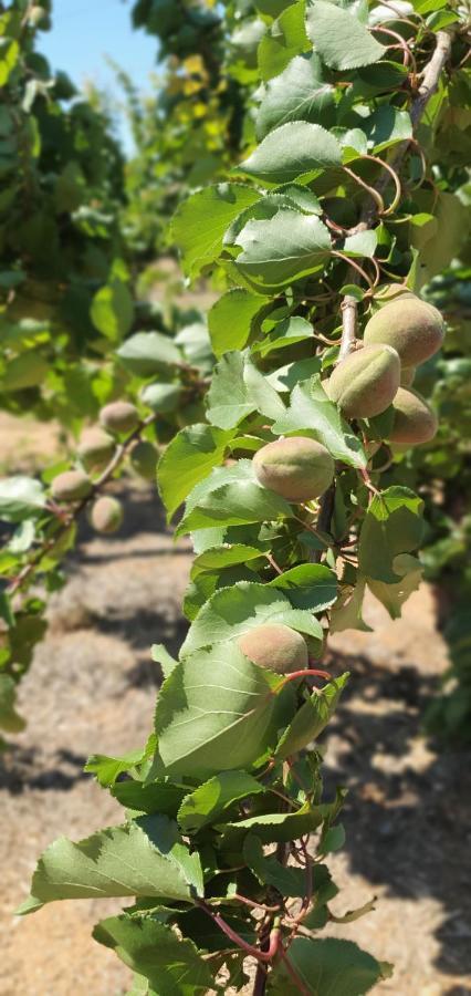 Masseria Cesarina B&B 卡斯特拉纳格罗泰 外观 照片