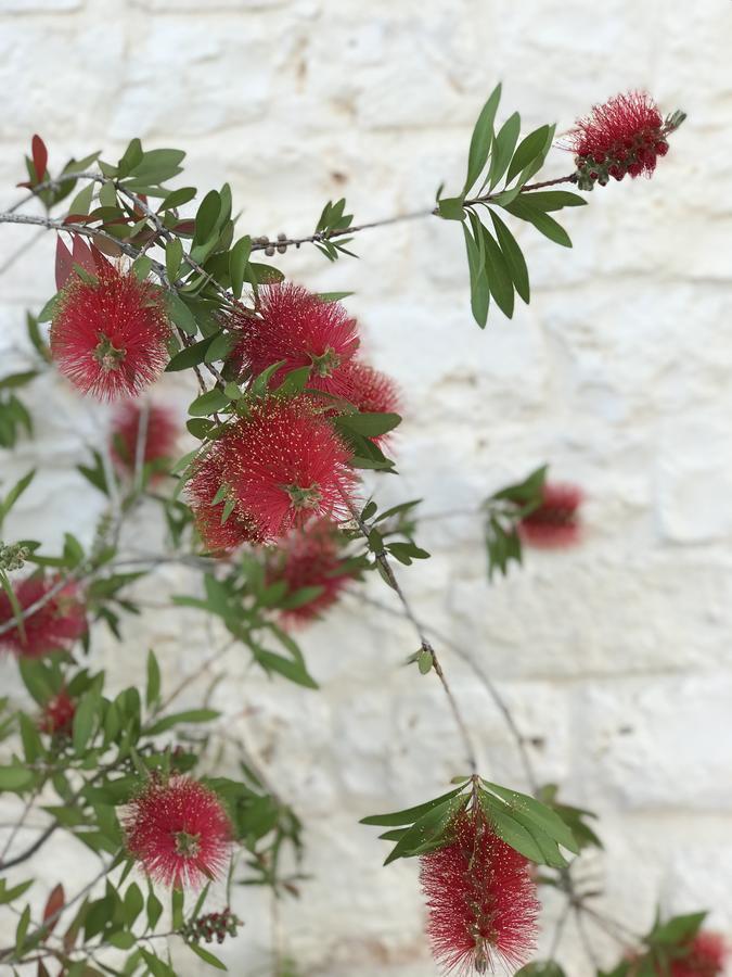 Masseria Cesarina B&B 卡斯特拉纳格罗泰 外观 照片